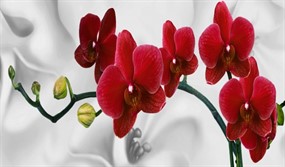 红色蝴蝶兰花朵图片